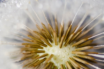 Fototapeta premium water drops on dandelion 