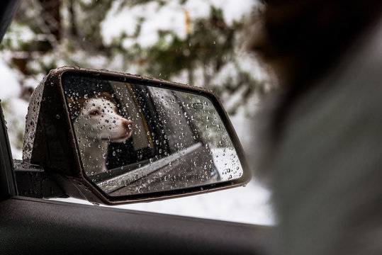 Reflection of a young dog in the rear-view side mirror of a car