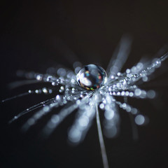 water drops on dandelion seed