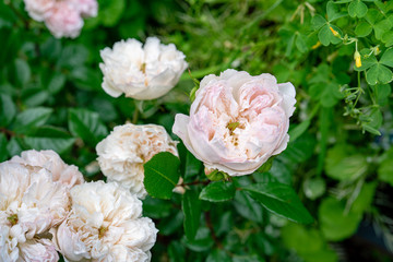 グリーンアイのあるモダンローズ セシル ドゥ ヴォーランジェ Cecil de Volanges