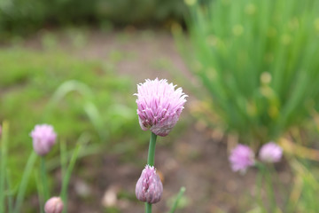 Allium schoenoprasum (var. forescate), outdoor plants 2020