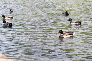 many wild male and female ducks swim in the lake on the territory of the Park in the city of Europe. waterfowl .nature and animals
