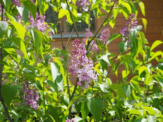 Fragrant lilac bush in the spring garden