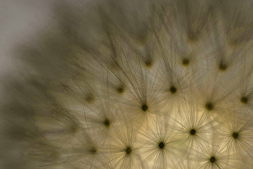 dandelion close up