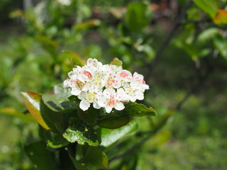 flowers of black-fruited mountain ash with leaves.