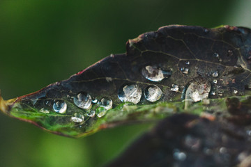 green leaf with water drops