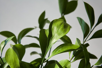 selective focus of green and fresh leaves