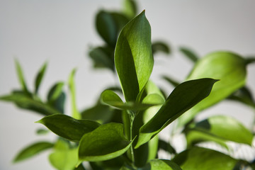 selective focus of fresh and green leaves