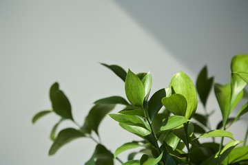 selective focus of fresh leaves at home