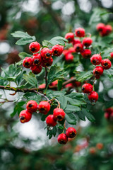 Obraz premium red berries on a branch