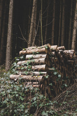 Branches in the forest.
