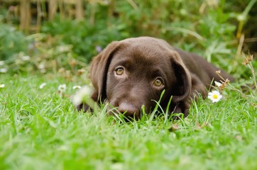 portrait of chocolate labrador puppy