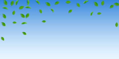 Falling green leaves. Fresh tea random leaves flyi