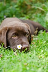 portrait of chocolate labrador puppy