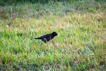 A myna bird on a grass field