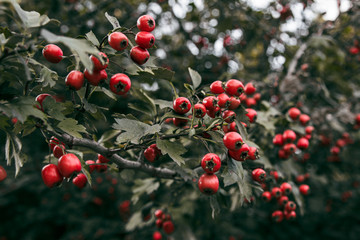 red berries on a bush