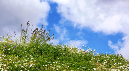 English summer meadow