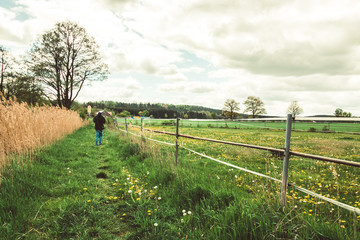 dandelion field