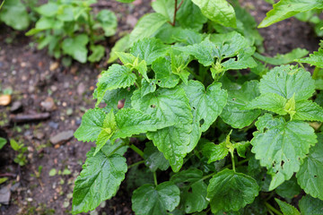 Agastache mexicana (Lamiaceae), outdoor plants 2020