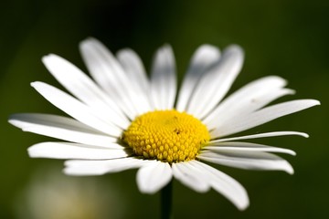 Fototapeta premium Marguerite