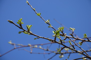 spring tree branch