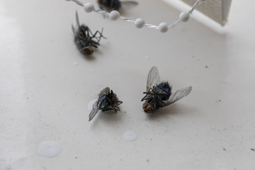 Dead blue bottle fly in close up.