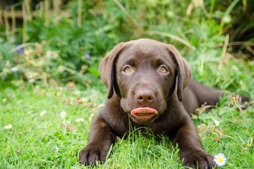 portrait of chocolate labrador puppy