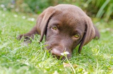 portrait of chocolate labrador puppy