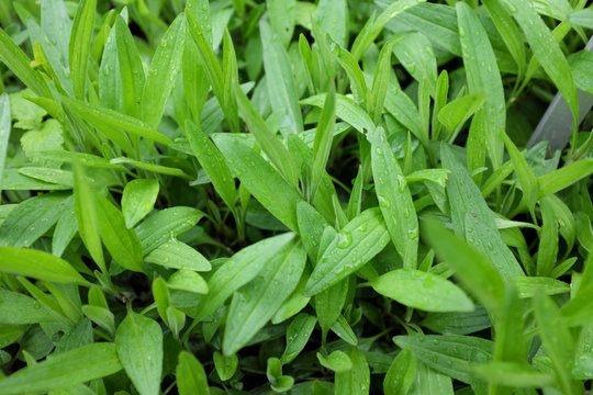 Arnica chamissonis (ssp. foliosa), outdoor plants 2020