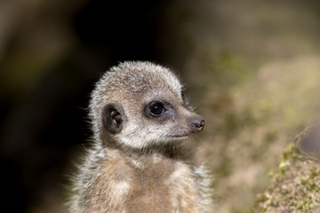 Fototapeta premium Cute looking baby animal. Juvenile meerkat face.