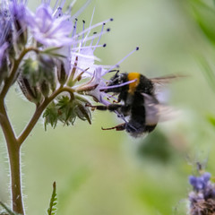 Le bourdon revient comme chaque jour pour sa collecte de pollen sur nos fleurs
The bumblebee returns like every day to collect pollen from our flowers
