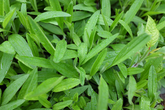 Arnica chamissonis (ssp. foliosa), outdoor plants 2020