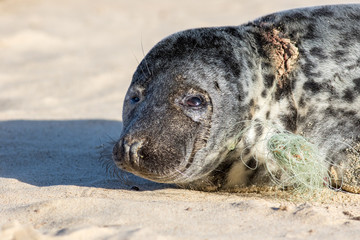 Fototapeta premium Animal suffering. Plastic beach and marine pollution. Seal caught with fishing net line around its neck.