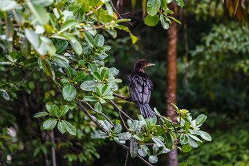 double-crested cormorant sits on a tree