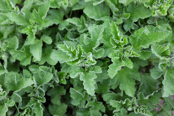Althaea officinalis (Malvaceae), outdoor plants 2020