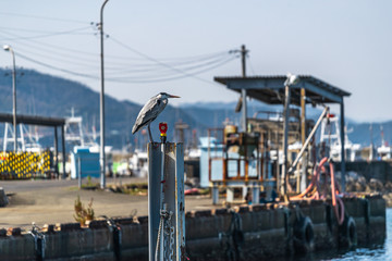 漁港のアジサシ