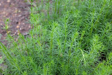 Galium verum (Rubiaceae), outdoor plants 2020
