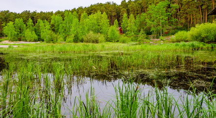 Green forest on the shore of the lake in the summer.
