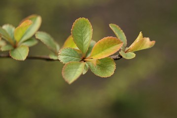 Beautiful green leaves. Photo of nature