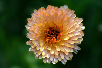 Close-up of orange flowers in the garden.