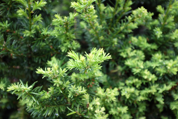 Taxus baccata L. (Common yew), outdoor plants 2020