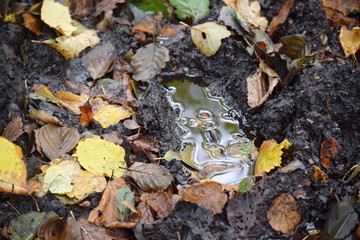 Hechtmoor im Herbst 2019