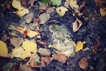 Hechtmoor im Herbst 2019