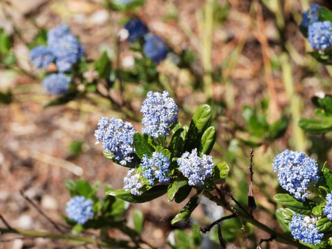 (Ceanothus thyrsiflorus 'Blue Sapphire') C&eacute;anothes bleu saphyr ou lilas de Californie aux rameaux garnis de grappes de petites fleurs bleu tendre et parfum&eacute;es au feuillage dent&eacute;, oval, vert fonc&eacute;