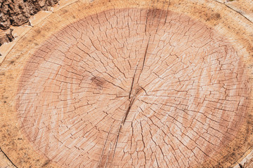 tree stump texture