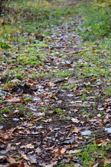 Obraz premium Hechtmoor im Herbst 2019