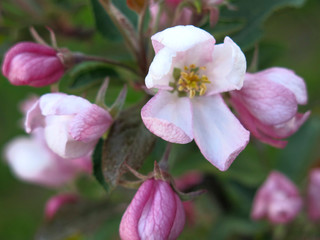 the pink Apple tree blooms with beautiful pink flowers in spring