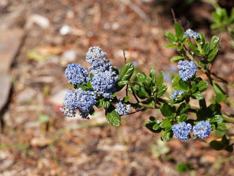(Ceanothus thyrsiflorus 'Blue Sapphire') C&eacute;anothes bleu saphyr ou lilas de Californie