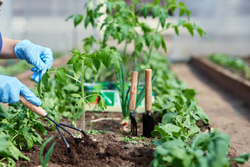 Gardeners hands planting and picking vegetable from backyard garden. Gardener in gloves prepares the soil for seedling.