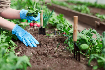 Fototapeta premium Gardeners hands planting and picking vegetable from backyard garden. Gardener in gloves prepares the soil for seedling.